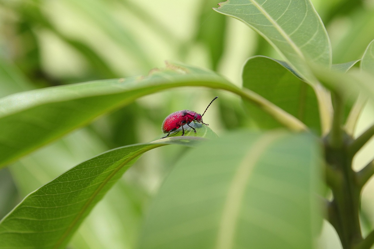 ladybug, insect, beetle, nature, leaf, green, leaves, plant, mango leaves, insect, nature, nature, leaf, leaf, leaf, leaf, leaf, green, leaves, leaves, plant