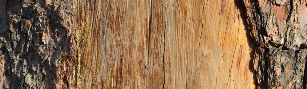 Eastern white pine trunk detail with peeled bark - Latin name - Pinus strobus